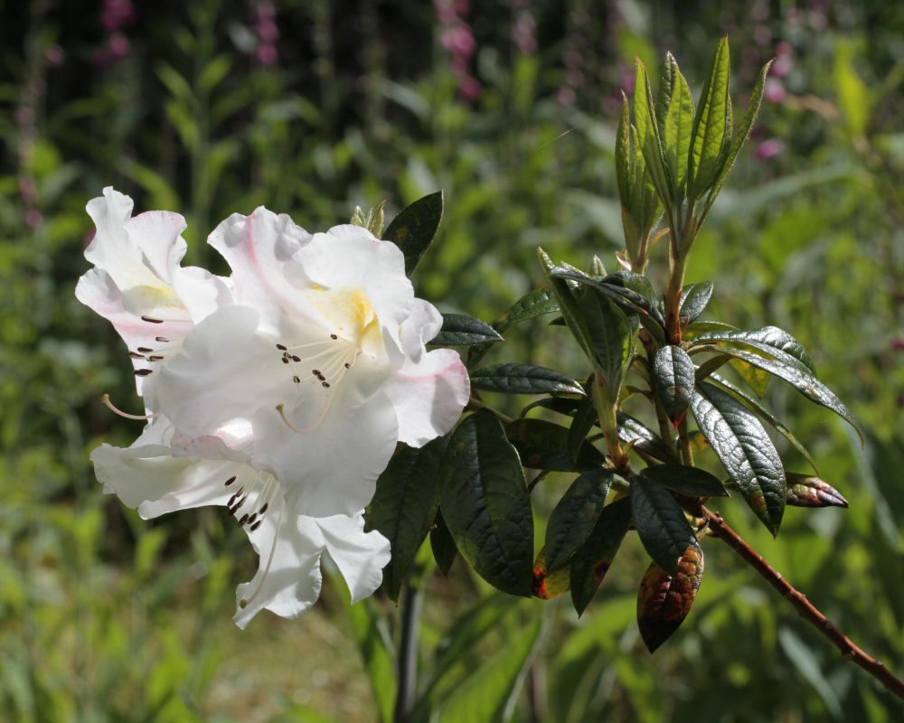 Trebah Gardens